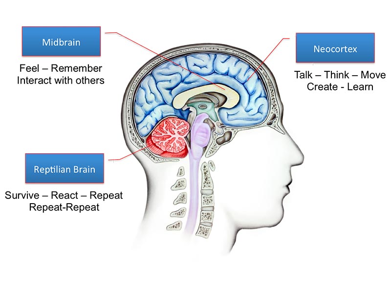 توضیح مغز سه گانه کتاب خدا چگونه ذهن شما را تغییر می دهد روزنوشته های علی سمیعی 